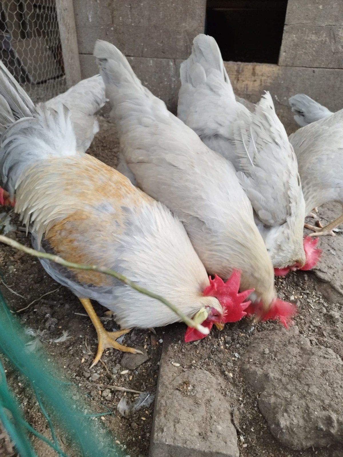 Isabel patrijs leghorn broedeieren, Dieren en Toebehoren, Pluimvee