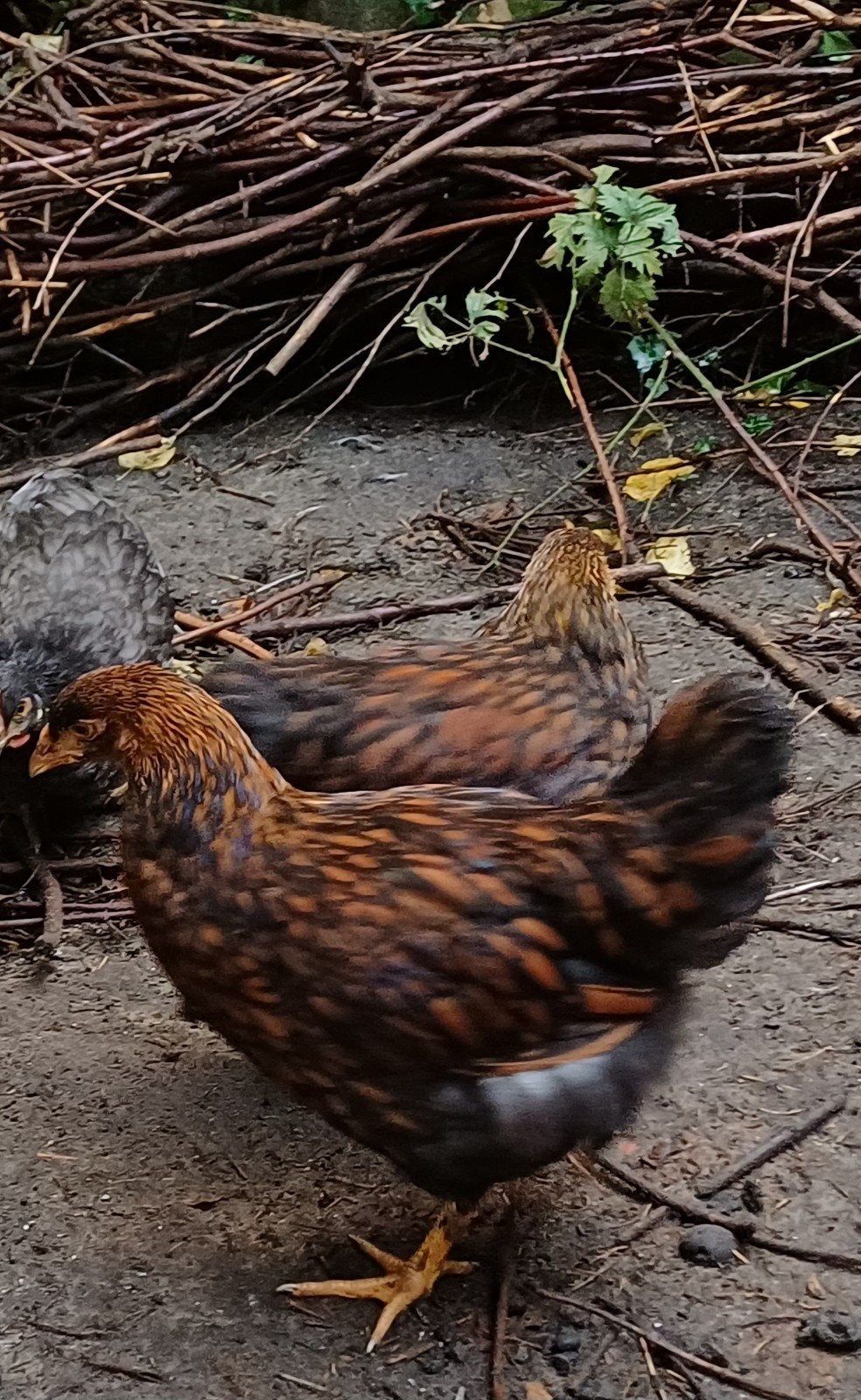 jonge zwartgoud gezoomd wyandotte haan