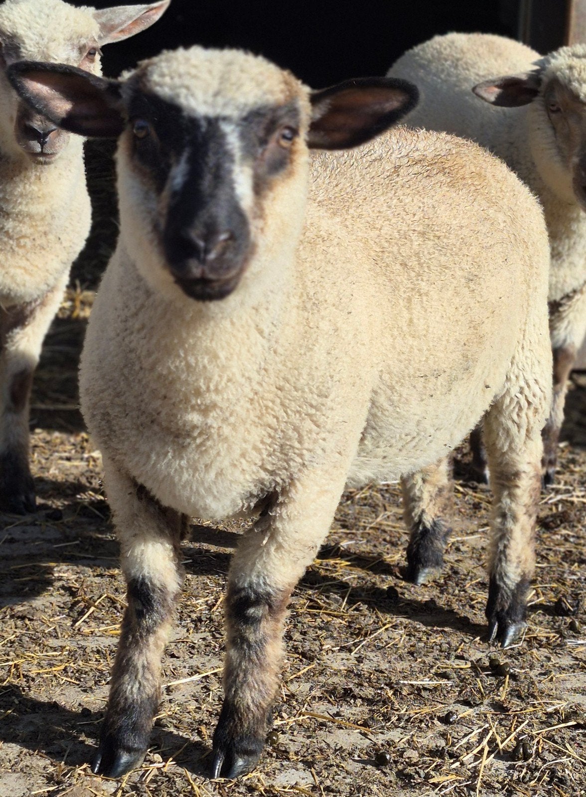 Ramlam Hampshire, Dieren en Toebehoren, Schapen, Geiten en Varkens