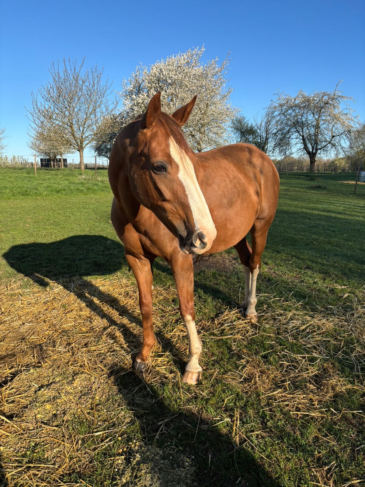 Fokmerrie vader Chalereux, Dieren en Toebehoren, Paarden, Merrie