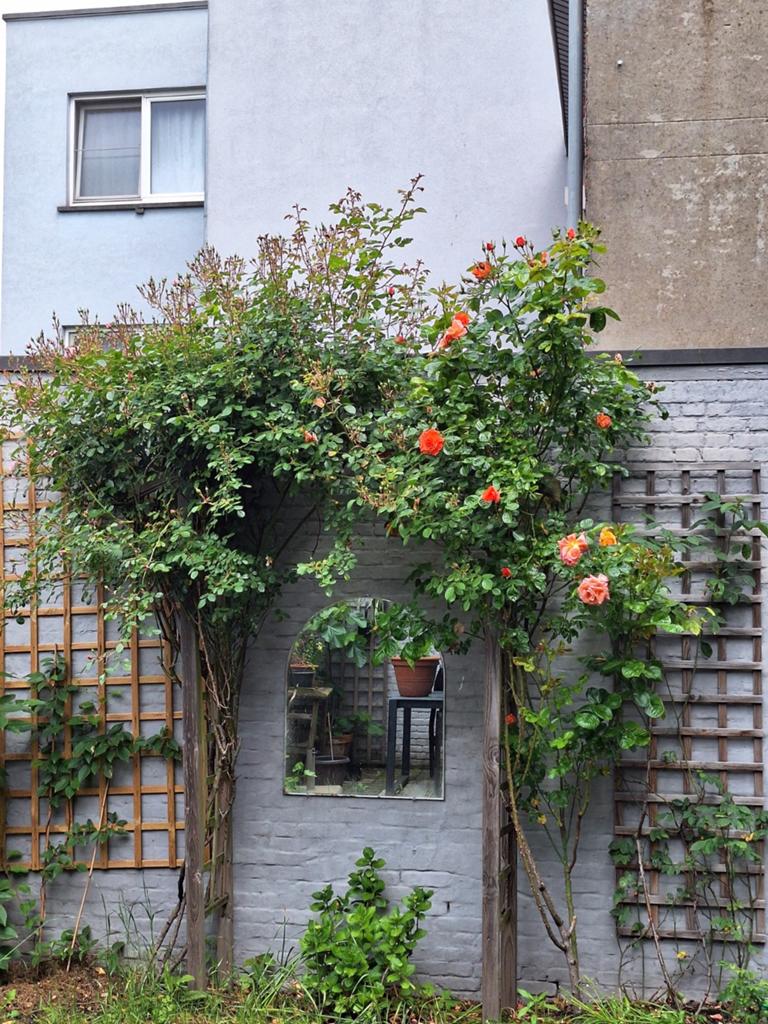 Rozenboog en 2 rozenstruiken, Tuin en Terras, Ophalen