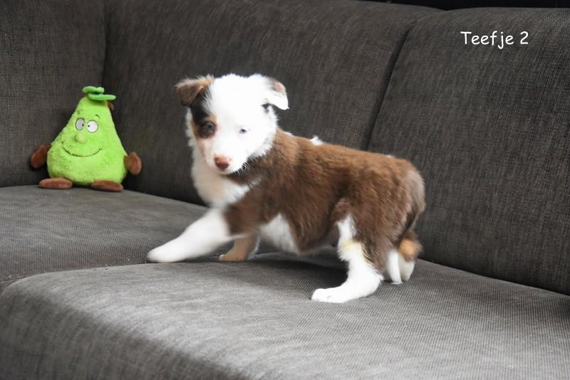 Border Collie pupje, Parvo, België, 8 tot 15 weken, Collie