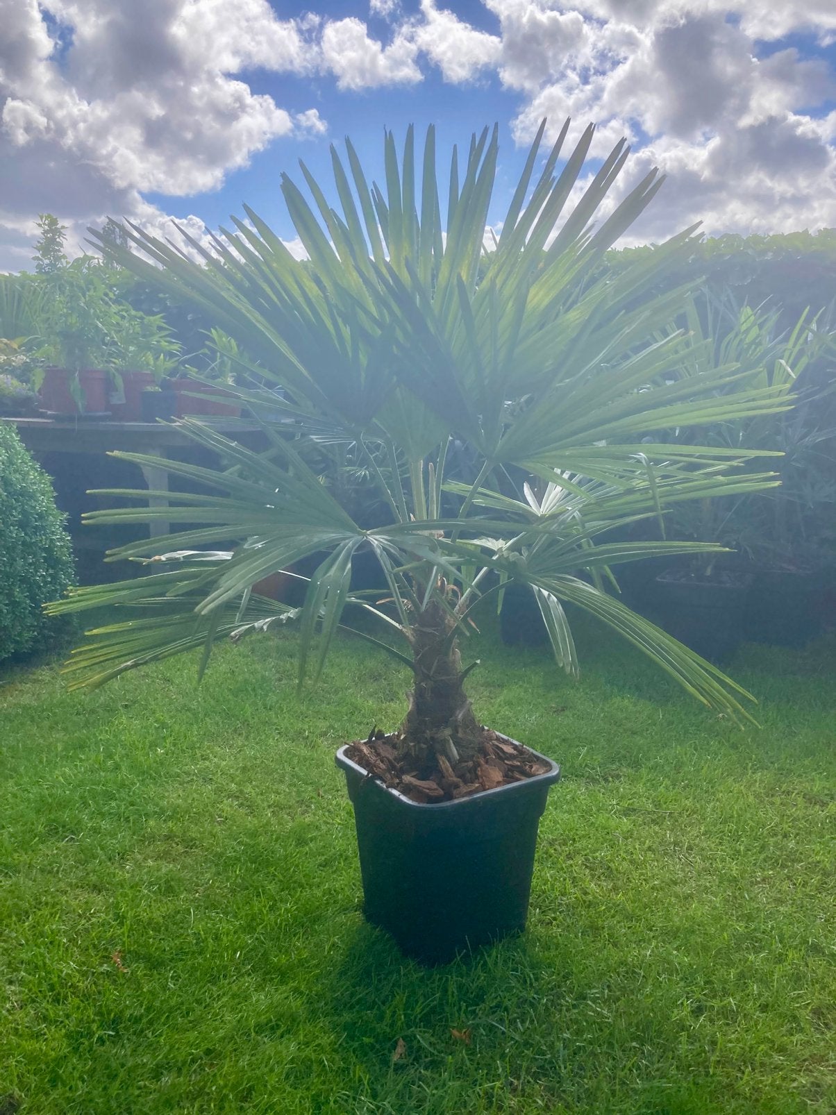 Mooie palmboom in pot winterhard, Ophalen, In pot, Palmboom