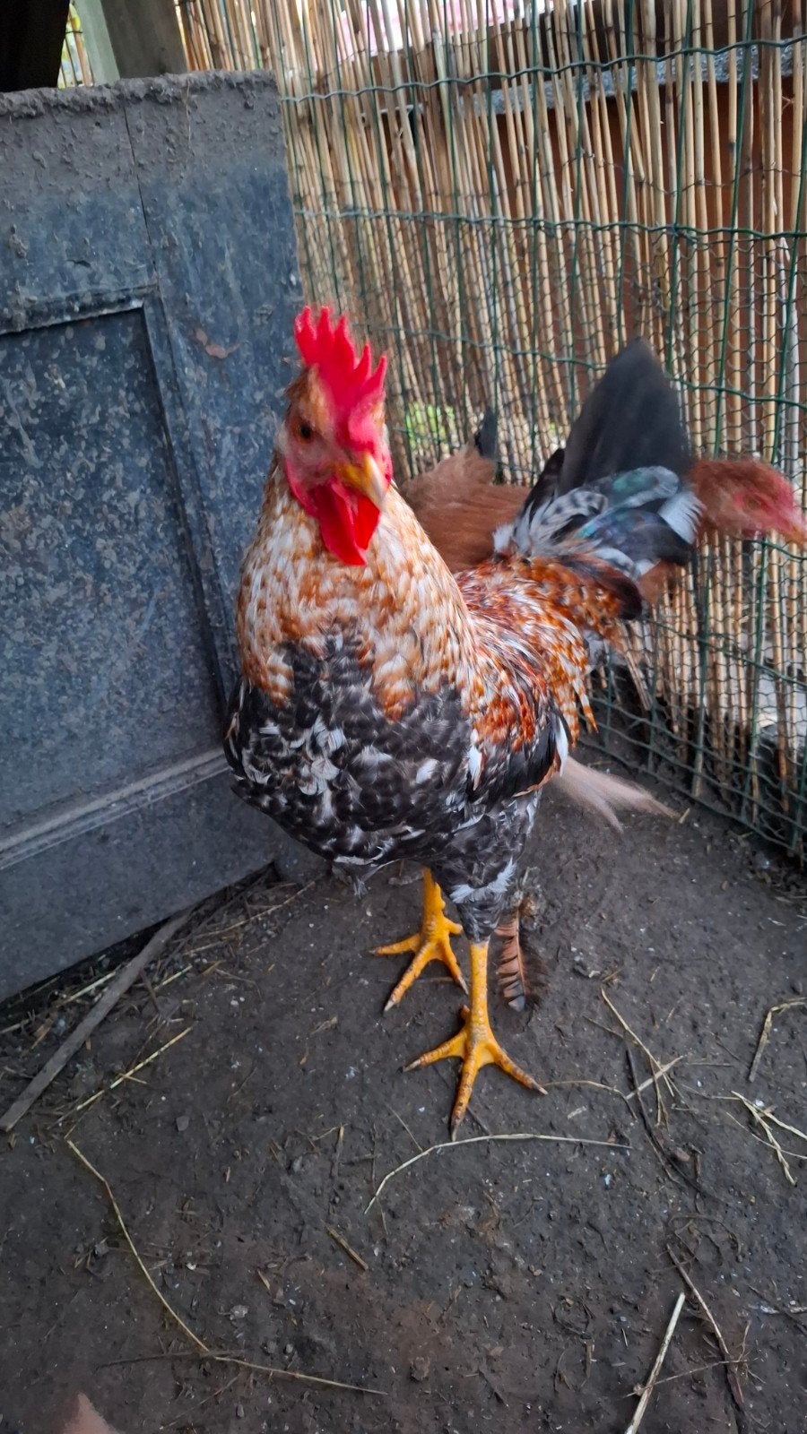 mooie groenlegger haan, Dieren en Toebehoren