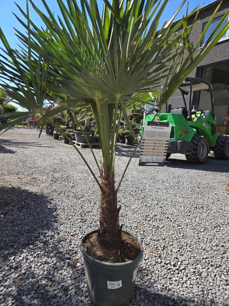 Winterharde palmboom Trachycarpus Fortunei, Tuin en Terras, Planten | Bomen, Ophalen, Halfschaduw, Palmboom