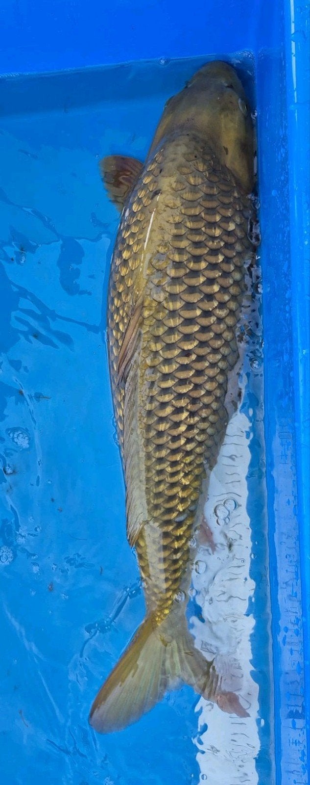 Grote Japanse Koi vijvervis 65-68cm blikvanger, Dieren en Toebehoren