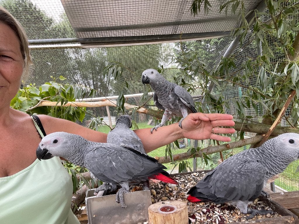 Gris du Gabon EAM, Dieren en Toebehoren, Meerdere dieren, Papegaai, Geringd