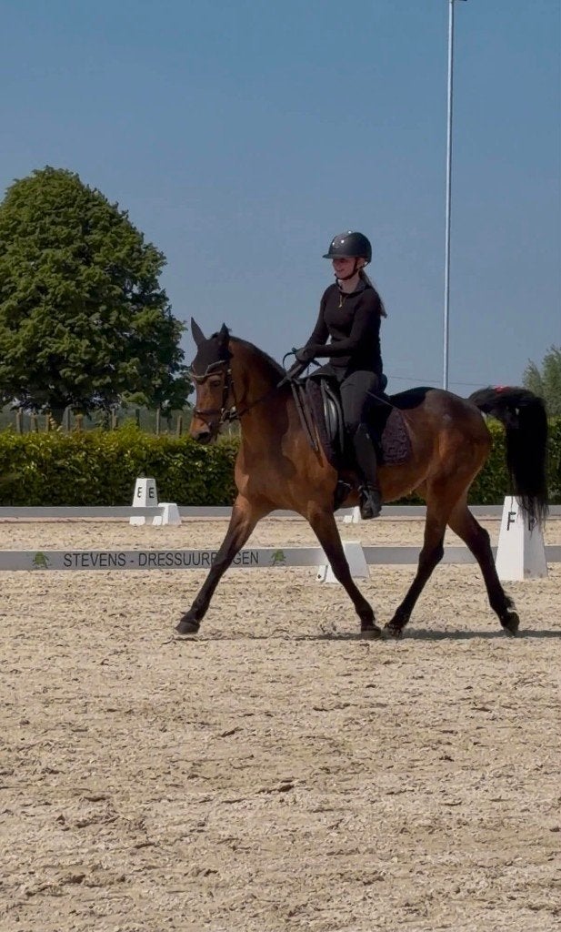 Halve stal, Merrie, L, 7 tot 10 jaar, Recreatiepony
