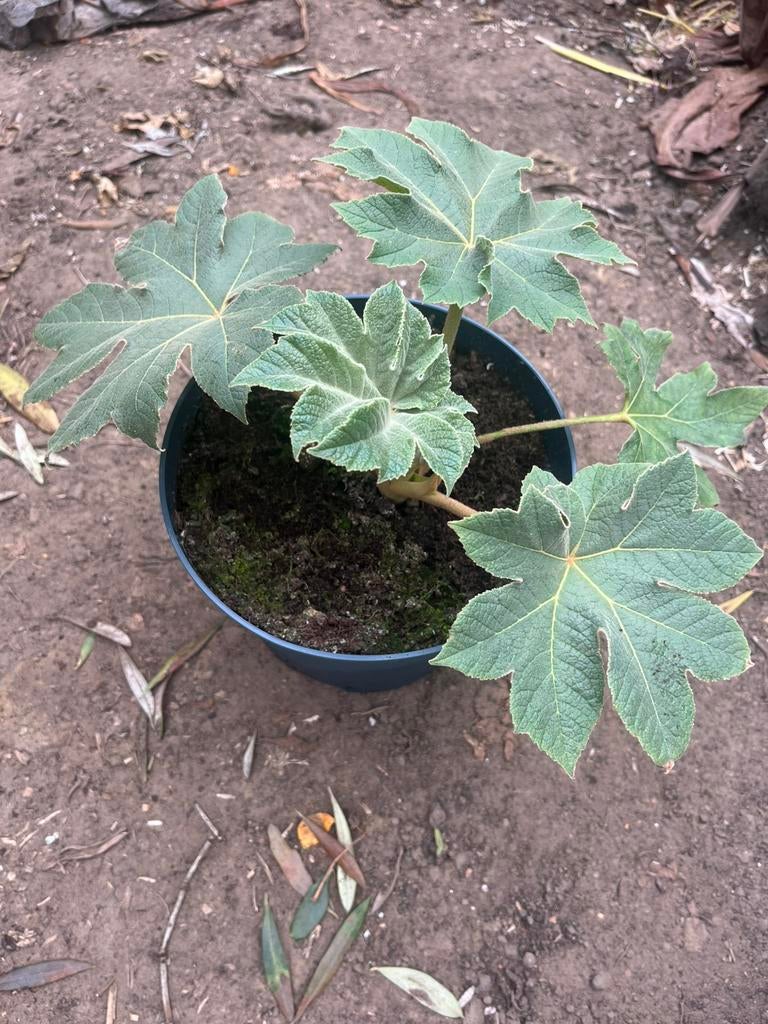 Tetrapanax, Tuin en Terras, Ophalen