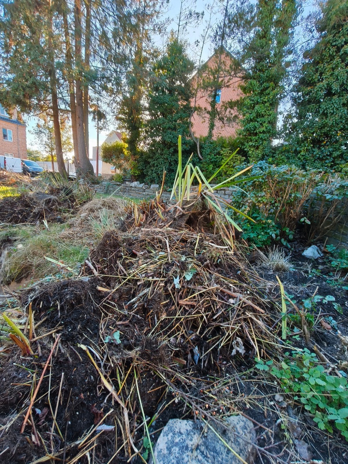 plantes de bassin de jardin gratuites, Enlèvement