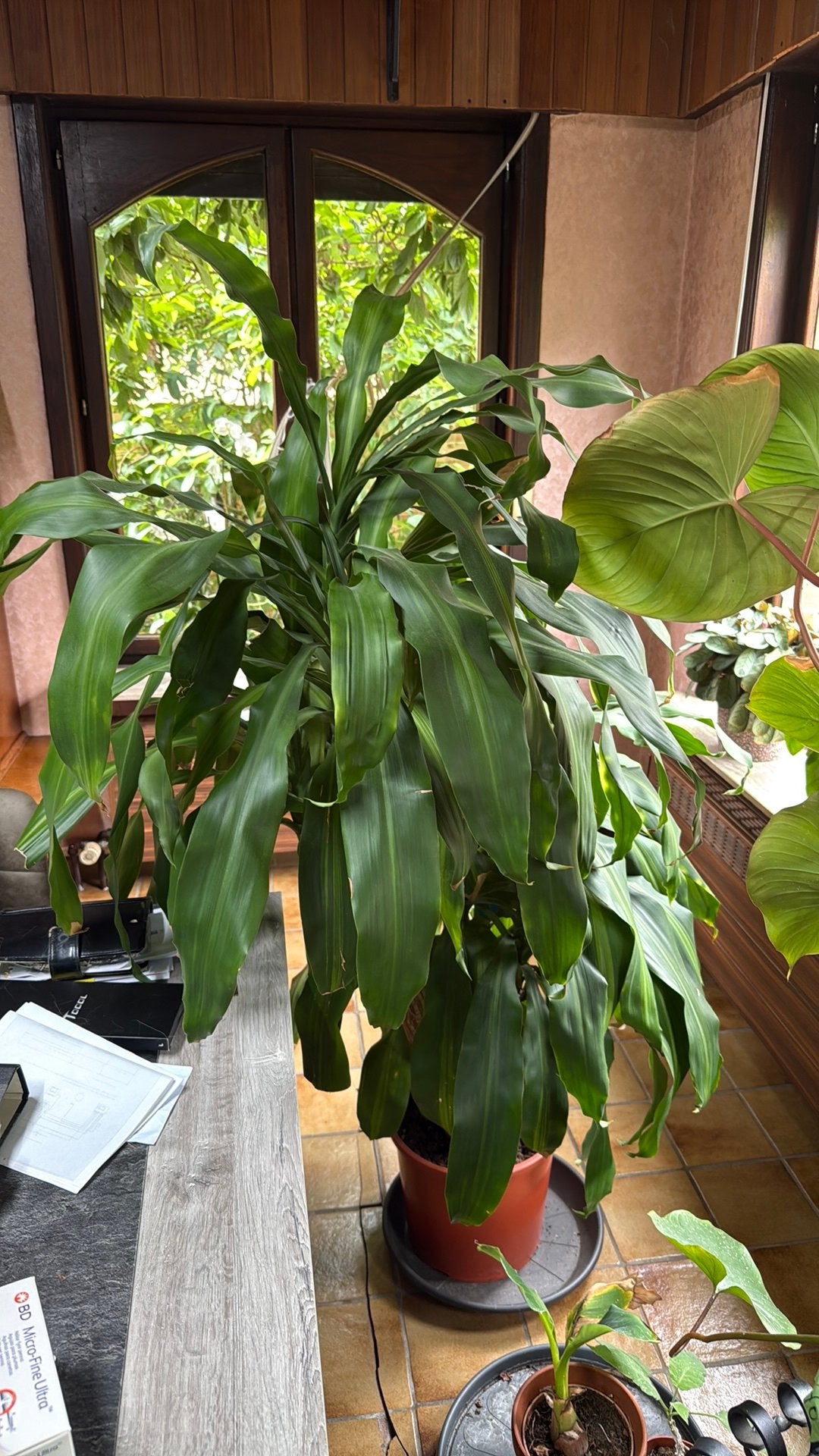 Dracaena fragrans,, Huis en Inrichting, Kamerplanten, Ophalen