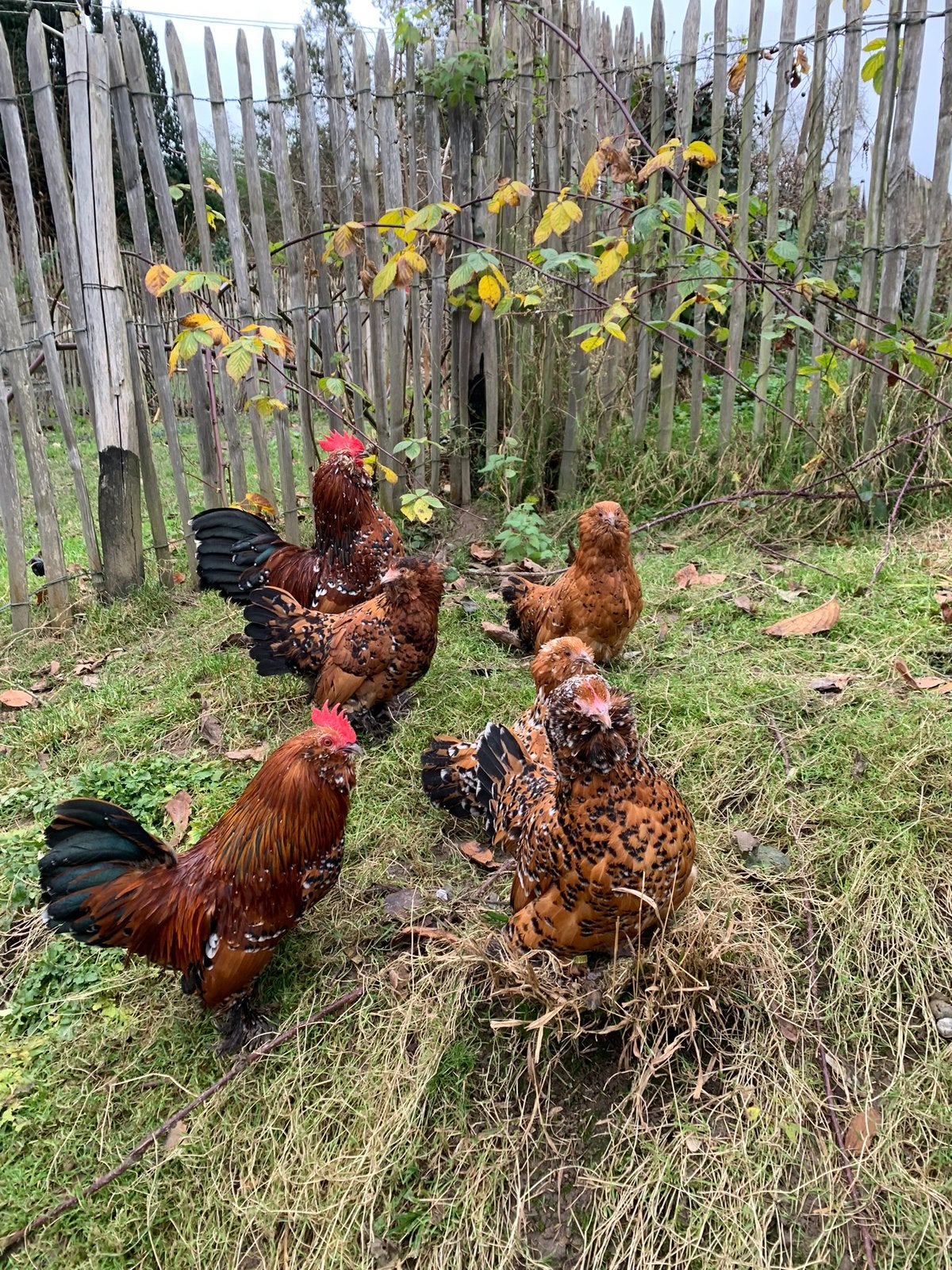 Trio de Barbu d’Uccle mille fleurs à vendre, Plusieurs animaux, Poule ou poulet