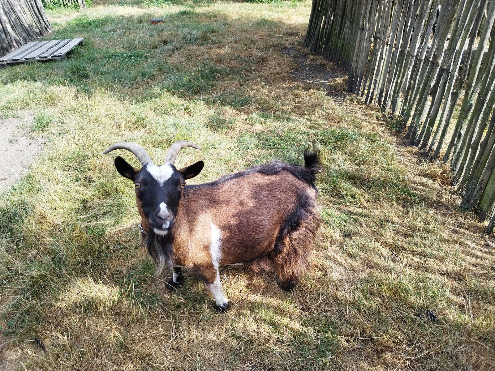 Berggeit, Dieren en Toebehoren, Schapen, Geiten en Varkens, Vrouwelijk, Geit, 3 tot 5 jaar