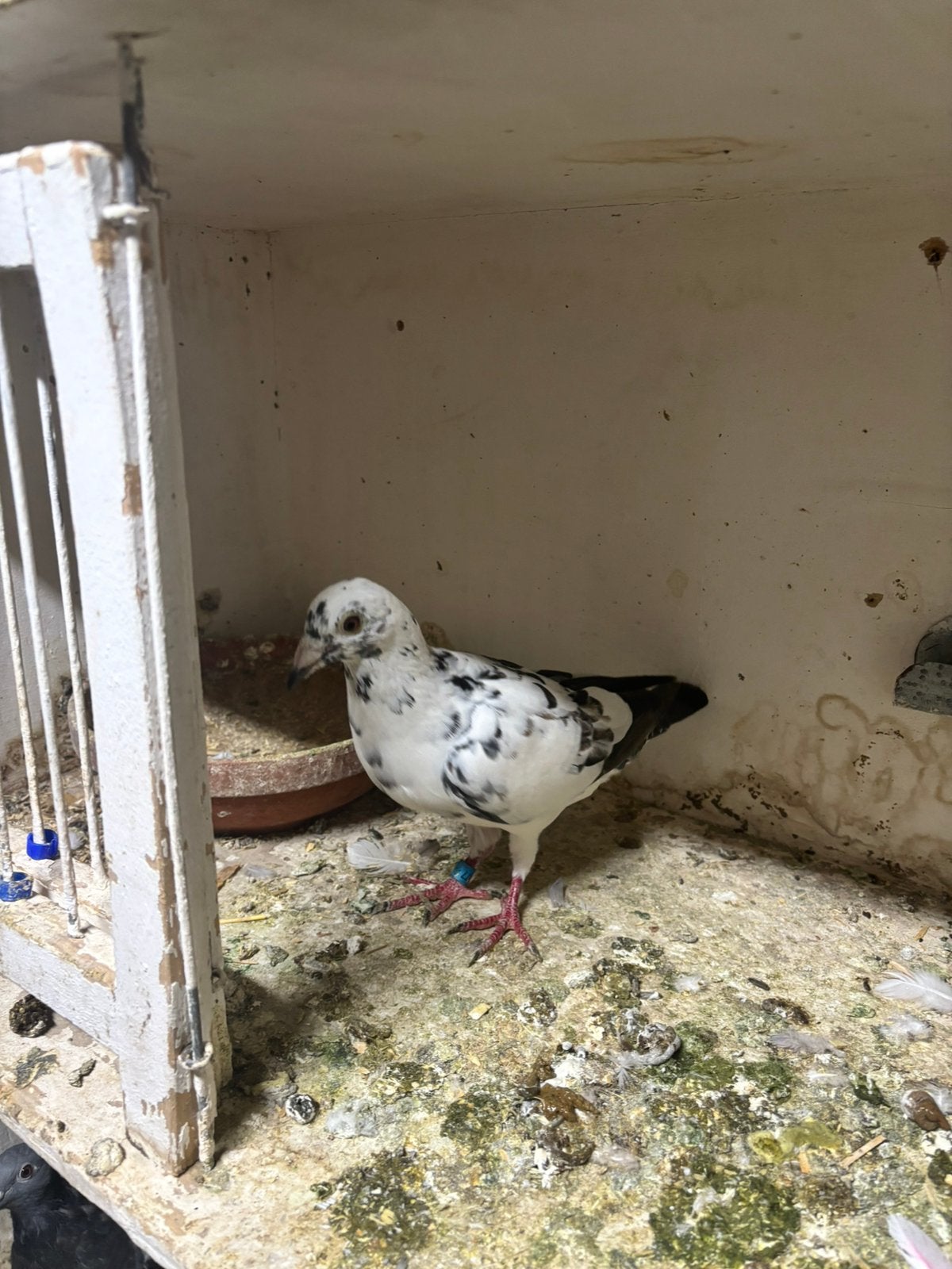 Reisduiven te koop dringend weg, Dieren en Toebehoren
