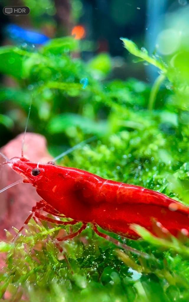 Neocaridina Red Cherry/ Orange Sakura
