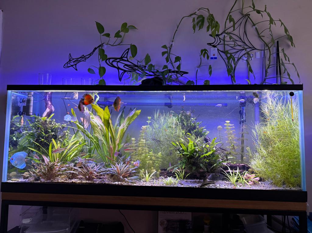Verkoop visbestand, Vis, Zoetwatervis, Schoolvis