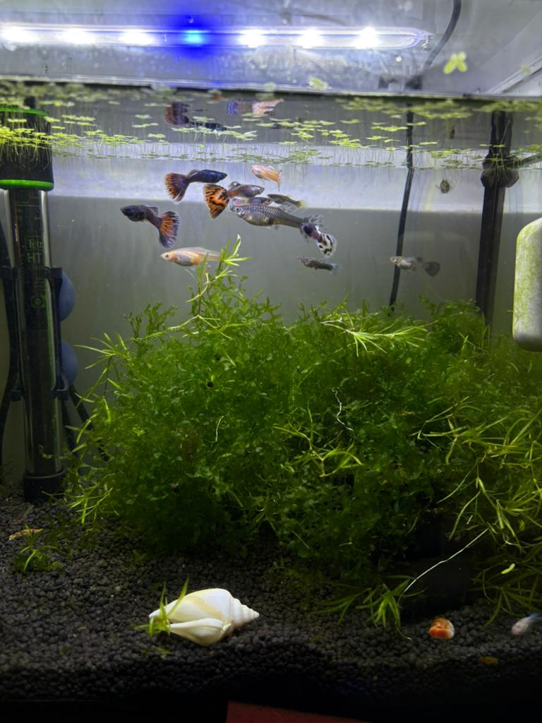Jongvolwassen guppies, Ophalen, Zo goed als nieuw
