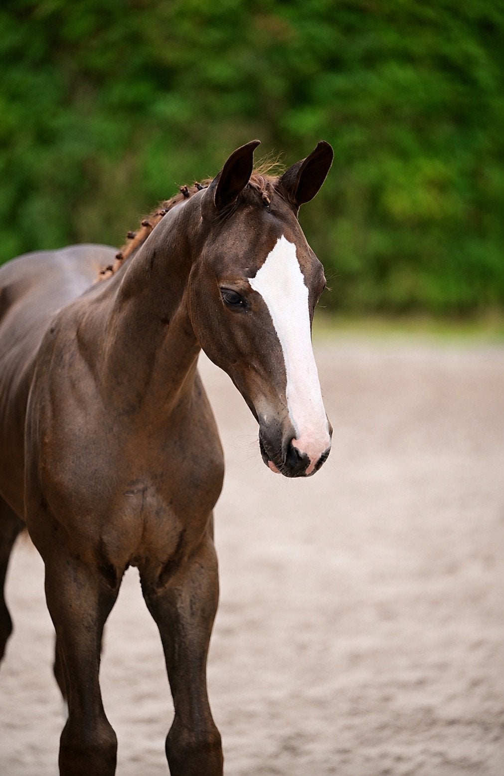 Mooi hengstenveulen - Ermitage Kalone, Dieren en Toebehoren, Hengst, Onbeleerd, Springpaard, 0 tot 2 jaar