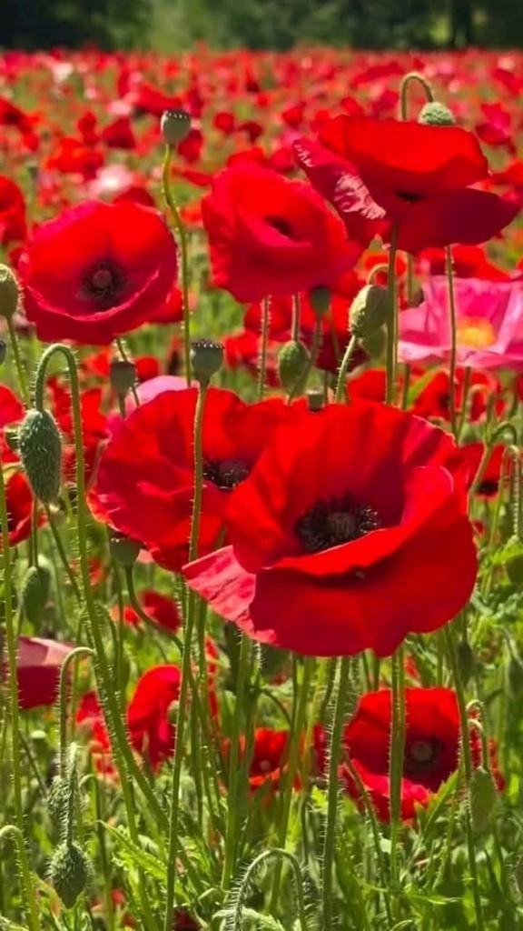 Semences de Coquelicots beaux paquets, Enlèvement