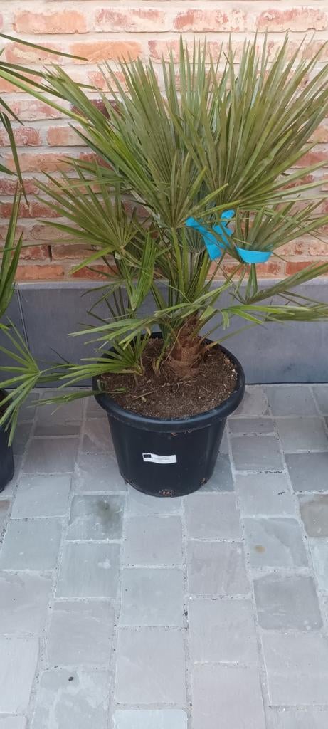 ‼️chamaerops humilis ‼️, Enlèvement