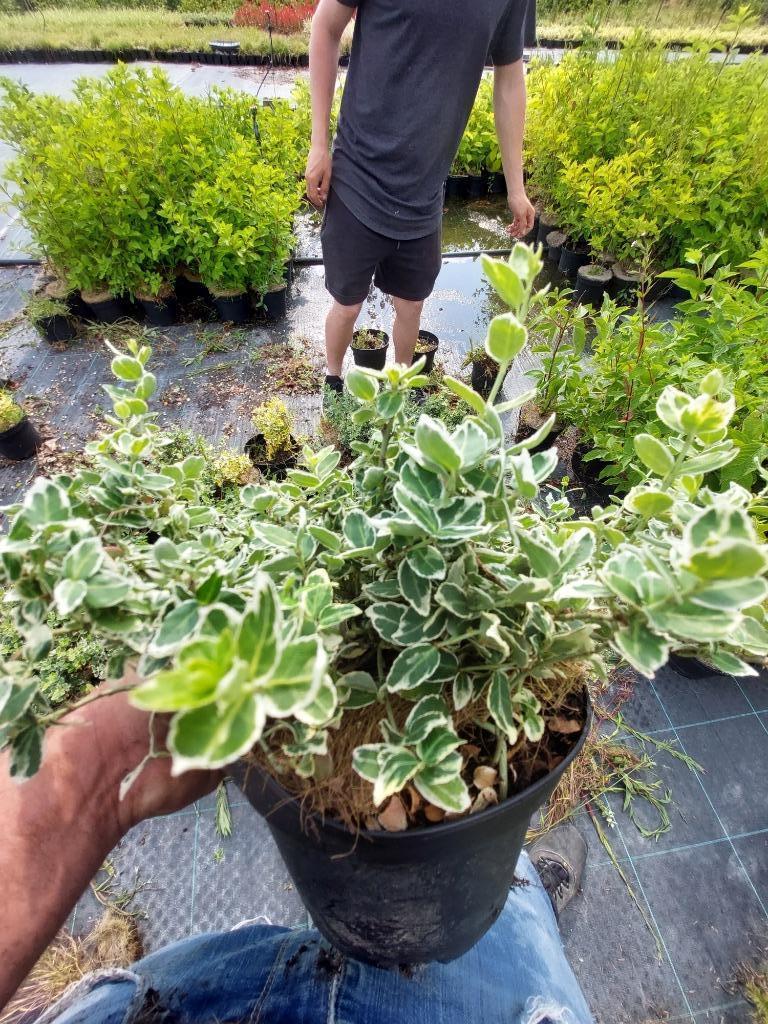 Kardinaalsmuts Euonymus fortunei ´Emerald Gaiety´, Ophalen, Bodembedekkers, Vaste plant, Halfschaduw