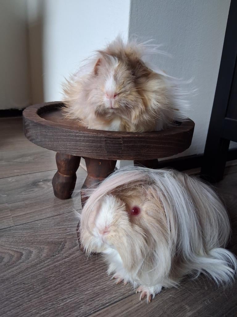 Gezocht peruvian/sheltie/alpaca lilac creme/saffraan wit, Dieren en Toebehoren, Knaagdieren, Meerdere dieren, Tam, Maart, Cavia
