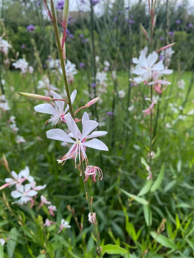Gaura lindheimeri 'Whirling Butterflies, Vaste Plant., Tuin en Terras, Planten | Tuinplanten, Ophalen, Vaste plant