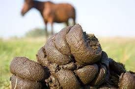 Gratis paardenmest, Enlèvement, Fumier
