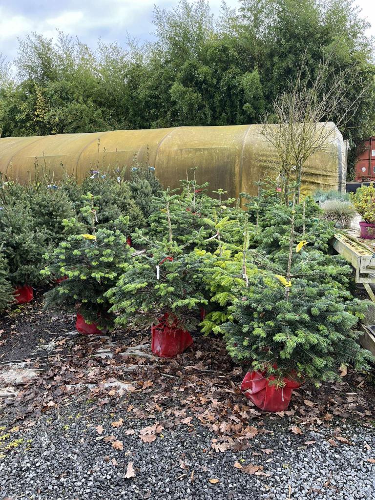DENNEBOMEN   VOOR  VOLIERE    MIN  40 %, Ophalen, Nieuw, Hout, Volière