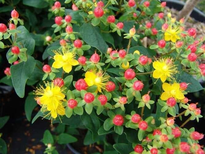 5 x HYPERCUM of hersthooi in 1,5 en 2 l pot SOLDEN, Enlèvement, Plante fixe