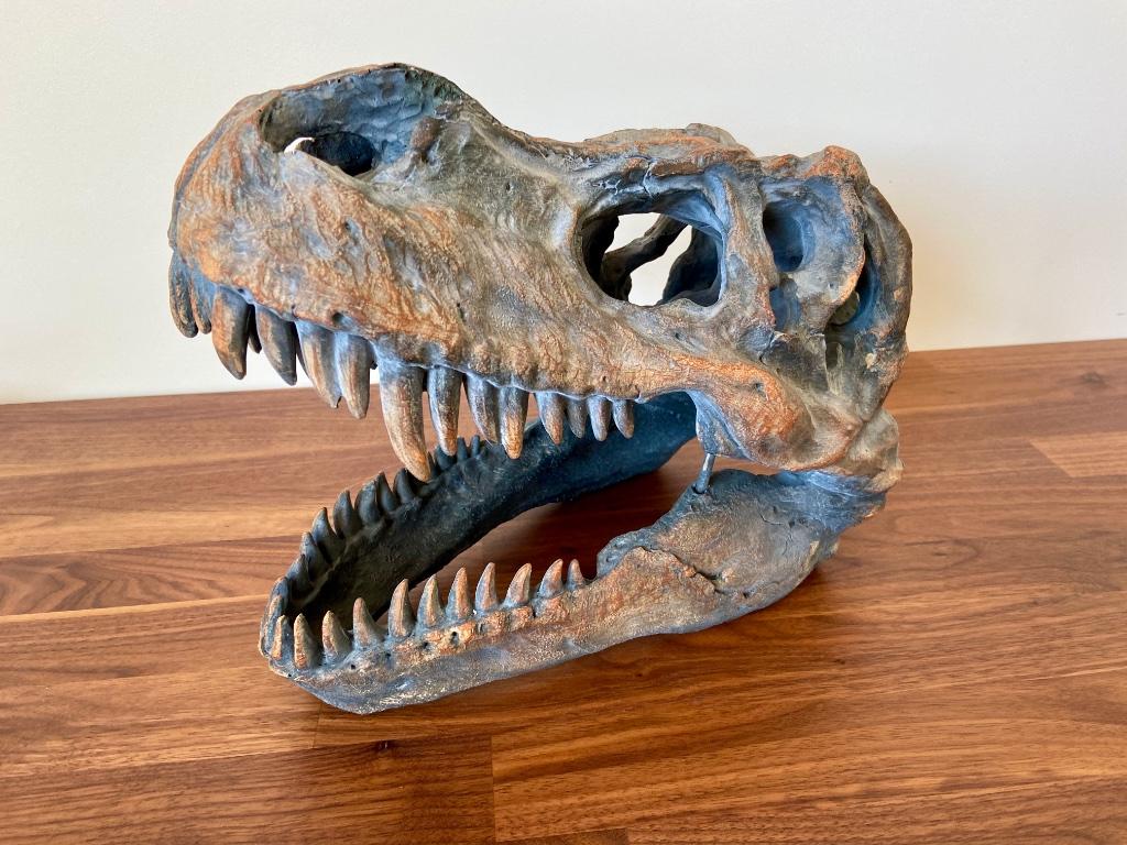 Replica T-Rex dinosaurus schedel - Ideaal voor man cave, Enlèvement, Autres types