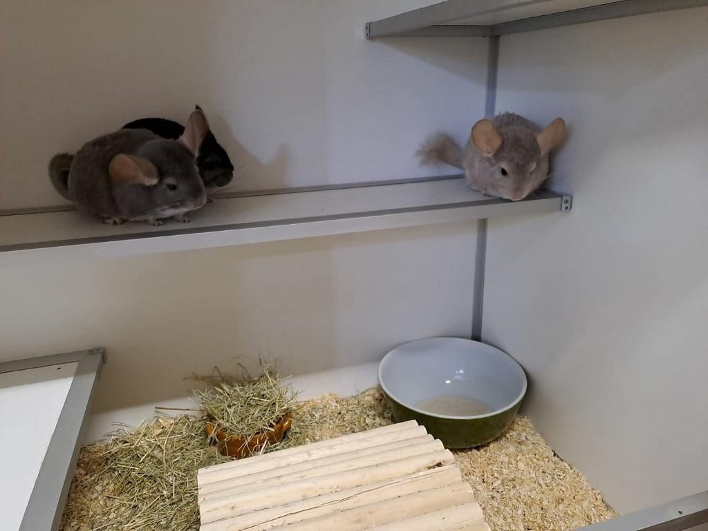 Vakantie opvang/oppas voor chinchilla's, Janvier, Plusieurs animaux, Chinchilla