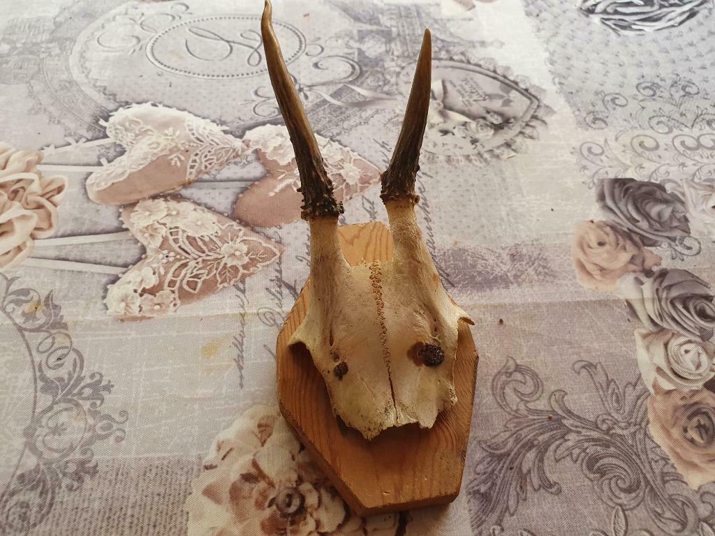 de très belle corne de cerfs. 1, Enlèvement