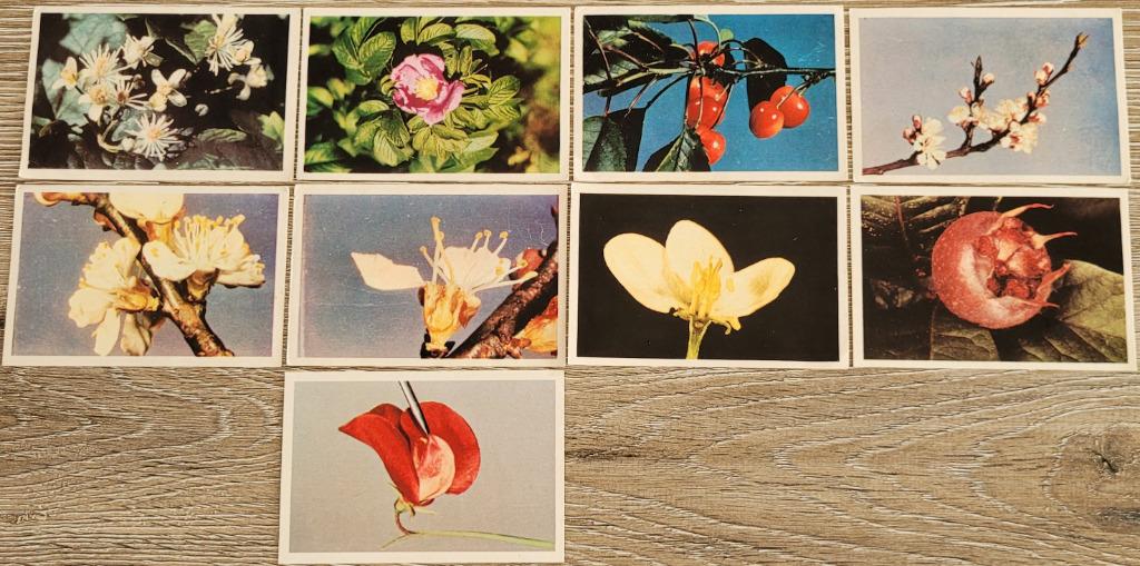 9 verzamelprenten reeks Plantkunde (Cotelle & Foucher), Enlèvement ou Envoi, Utilisé, Nature, Gravure