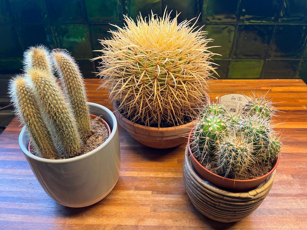 3 cactus de taille moyenne, Enlèvement, Cactus