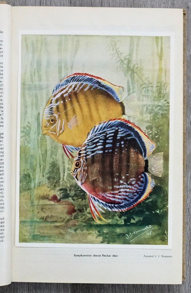 HET AQUARIUM 1949-50 JAARGANG 20 TERRARIUM INSECTARIUM, Antiek en Kunst, Antiek | Boeken en Manuscripten, Ophalen of Verzenden