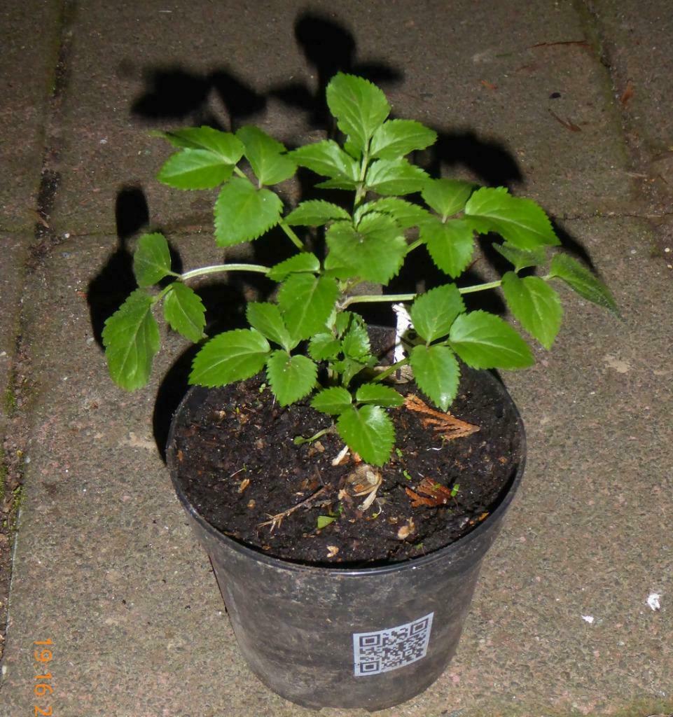 Sureau noir jeune arbuste de 40 cm - Sambucus nigra, Enlèvement, Autres espèces, Arbuste, 100 à 250 cm