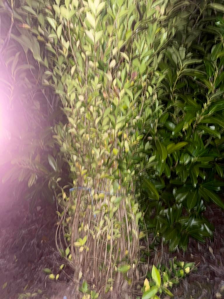 Troène, plantes de haie, Enlèvement, Troène