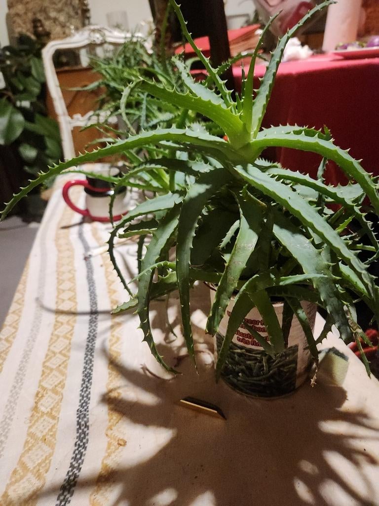 Aloe vera plantjes, Huis en Inrichting, Kamerplanten, Ophalen
