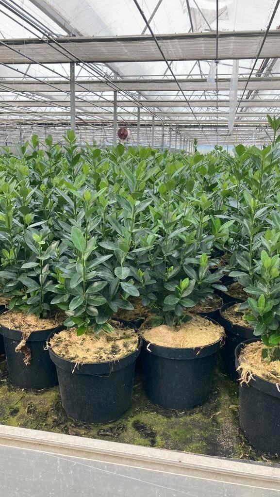 Euonymus japonicus 'Himalaya'. Hagen en sierheesters, Tuin en Terras, Ophalen, Haag, Minder dan 100 cm