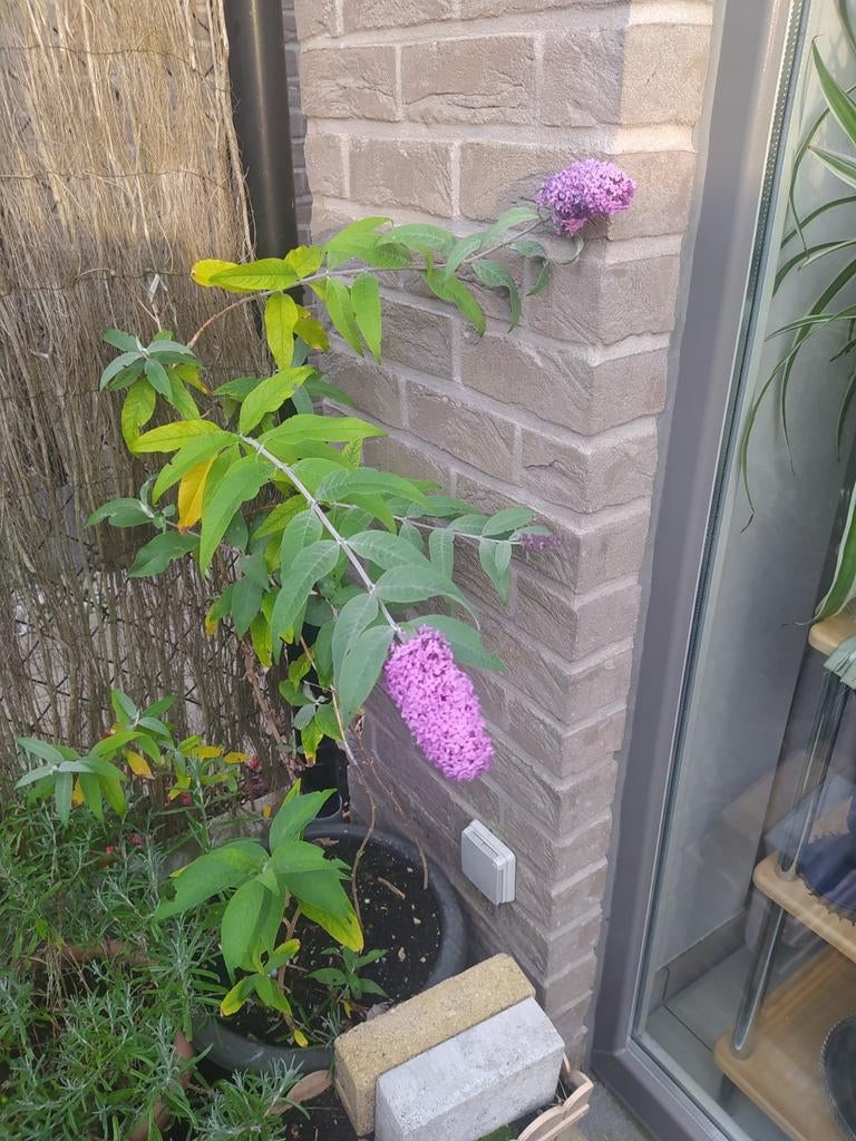 vlinderstruik die vele paarse bloemen geeft, Tuin en Terras, Ophalen of Verzenden, Zomer