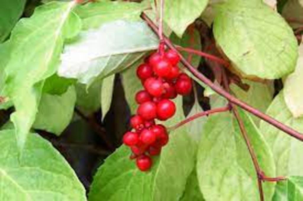 Schisandra, Tuin en Terras, Planten | Fruitbomen, Overige soorten, Ophalen
