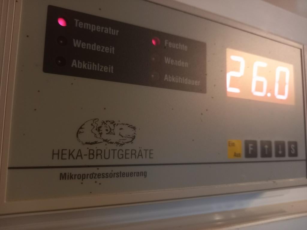 1Heka broedgerate uitkipķast., Enlèvement, Neuf, Couveuse