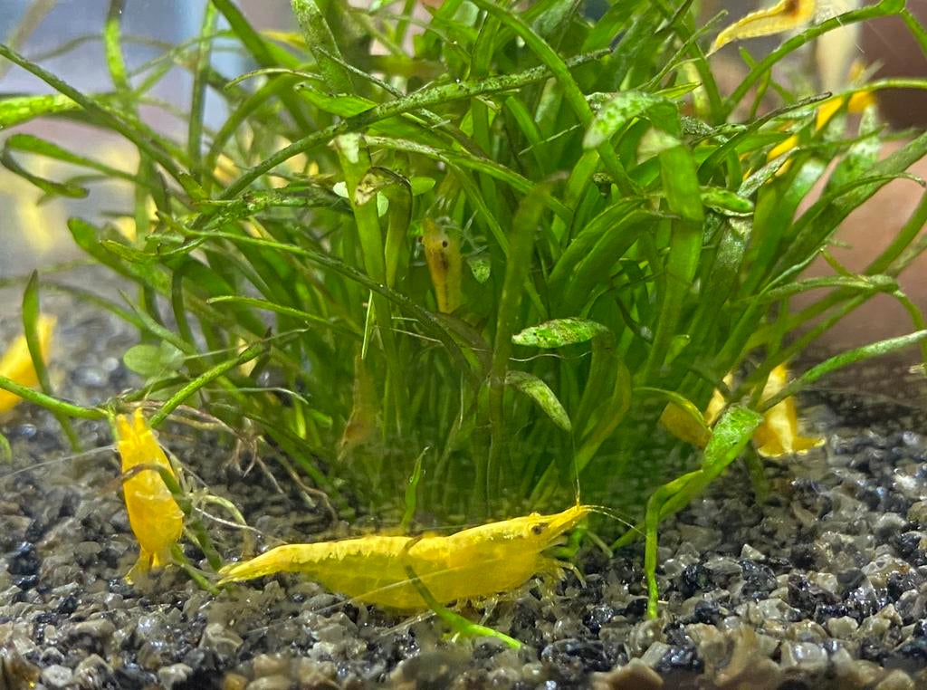 Gele garnalen, Yellow fire shrimp (jonge en adulte dieren), Kreeft, Krab of Garnaal, Zoetwatervis
