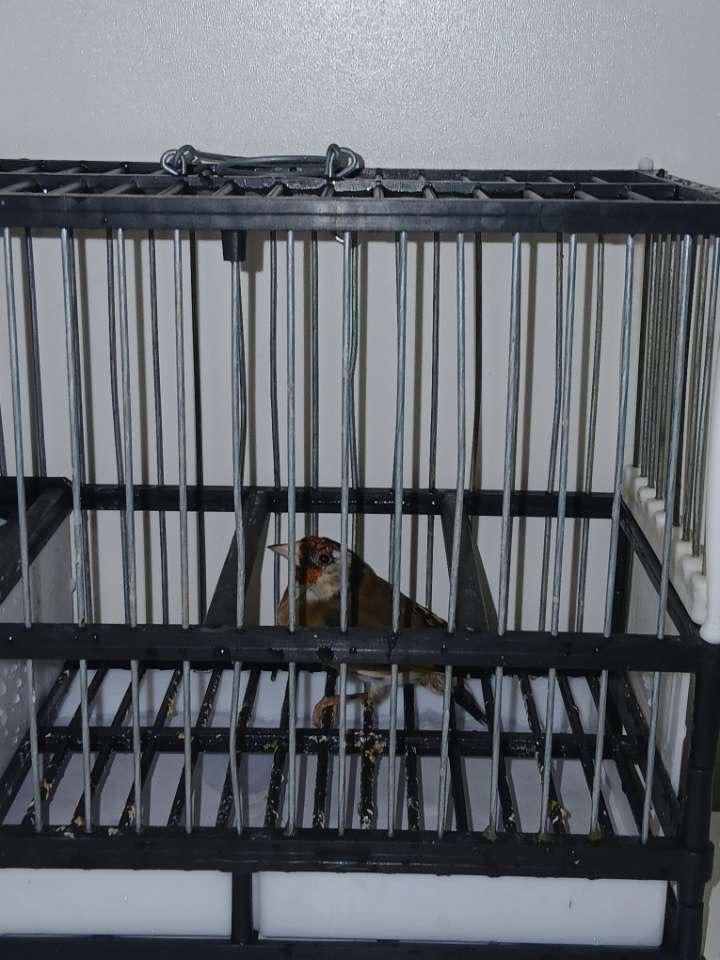 Chardonerets, Enlèvement, Comme neuf, Autres matériaux, Cage à oiseaux