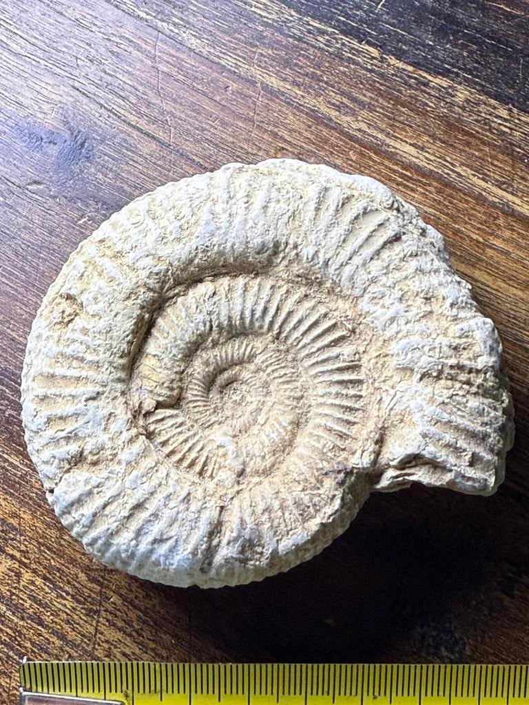 Mooie ammoniet (9cm), Ophalen of Verzenden, Fossiel