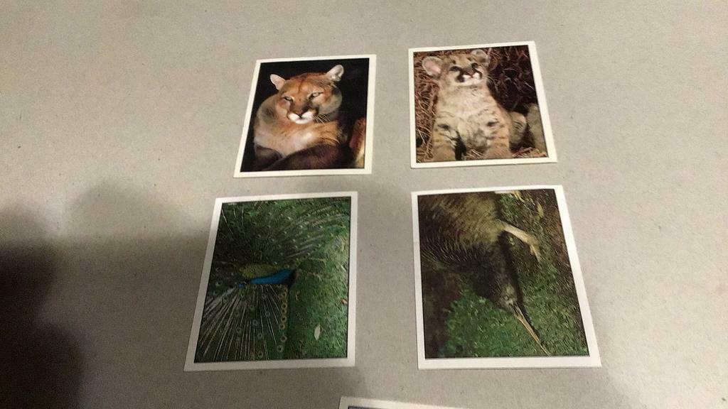 Stickers Panini animaux du monde (x5c), Enlèvement ou Envoi, Comme neuf, Plusieurs autocollants