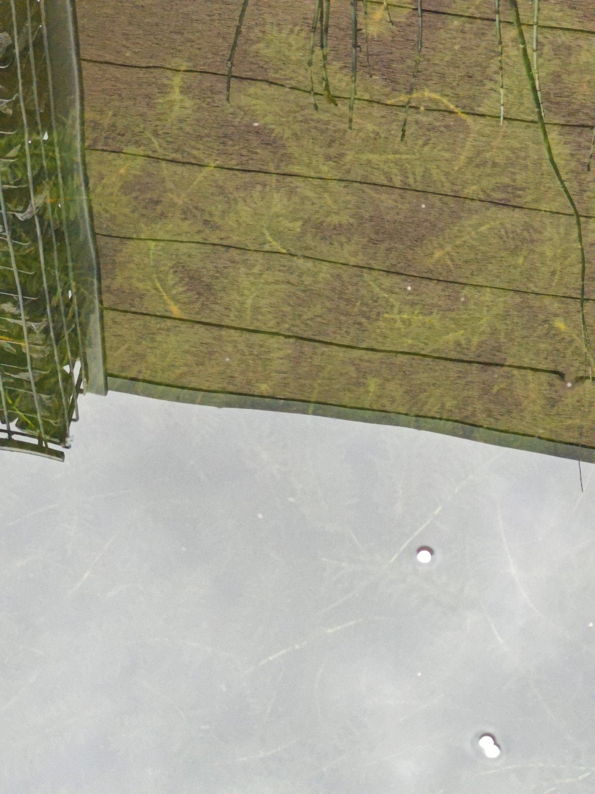 Plante de bassin, herbe à eau, plante à oxygène, Enlèvement