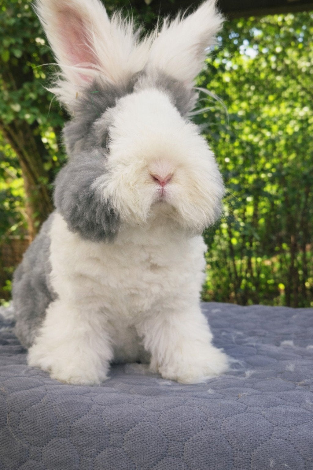 Een beetje pluche, Mannelijk, Middelgroot, 0 tot 2 jaar