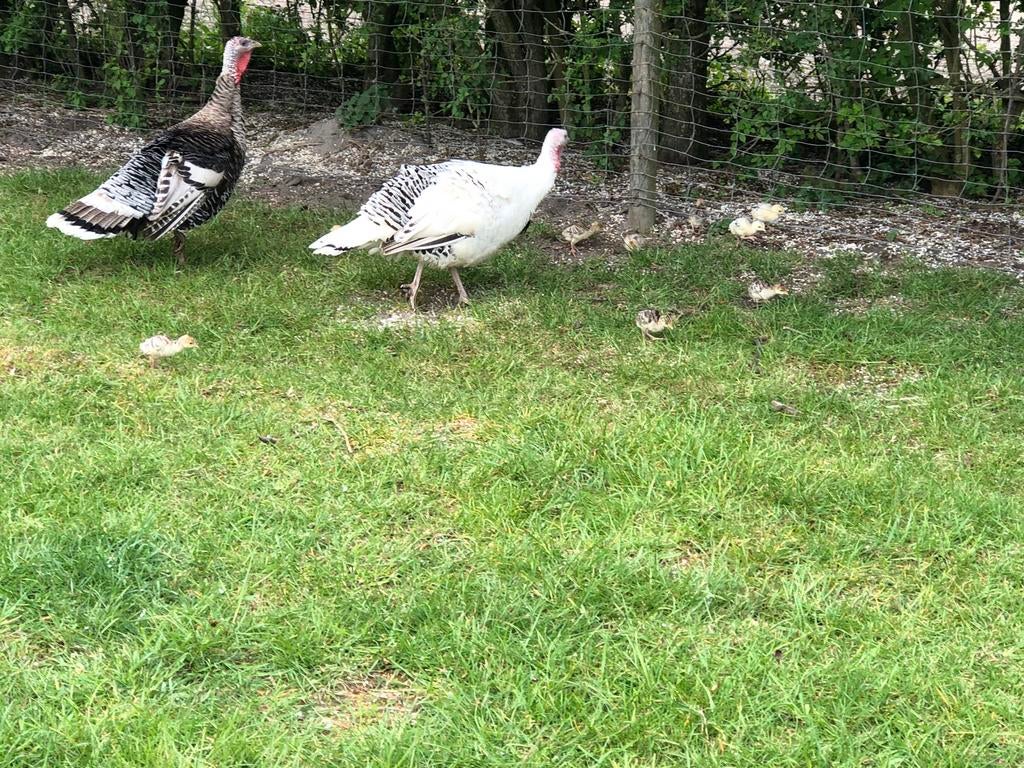 Kalkoen van Ronquieres: kuikens, Dieren en Toebehoren, Meerdere dieren, Kalkoen